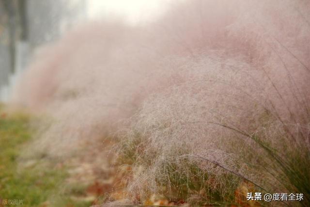 开云电竞宝藏威海！11月末藏粉色浪漫花海+海风美到窒息(图2)