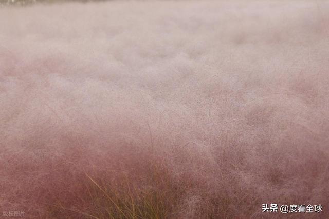 开云电竞宝藏威海！11月末藏粉色浪漫花海+海风美到窒息(图4)