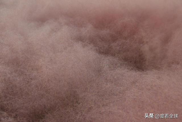 开云电竞宝藏威海！11月末藏粉色浪漫花海+海风美到窒息(图8)