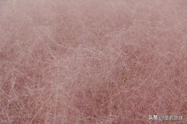 开云电竞宝藏威海！11月末藏粉色浪漫花海+海风美到窒息(图14)