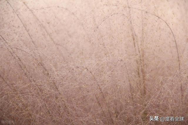 开云电竞宝藏威海！11月末藏粉色浪漫花海+海风美到窒息(图7)
