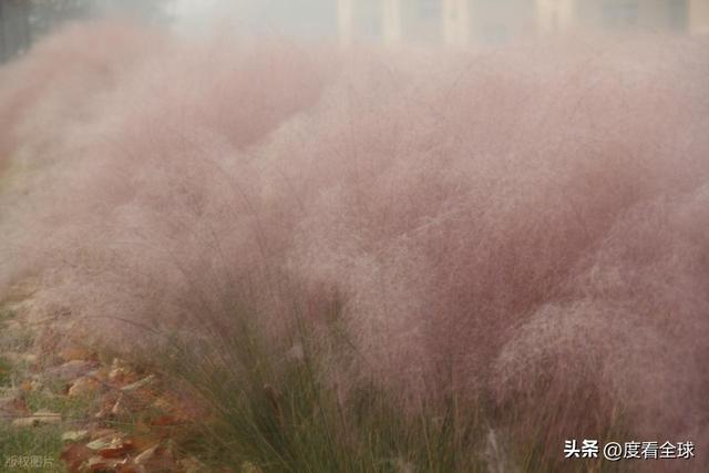 开云电竞宝藏威海！11月末藏粉色浪漫花海+海风美到窒息(图13)