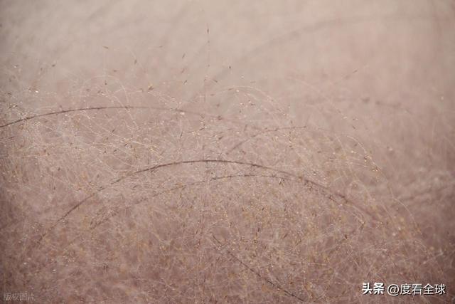 开云电竞宝藏威海！11月末藏粉色浪漫花海+海风美到窒息(图15)