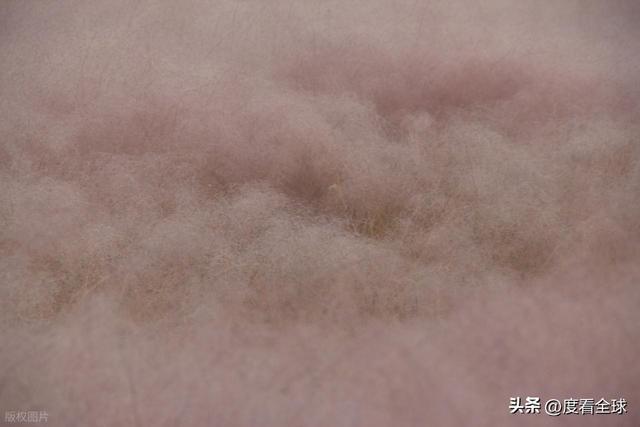 开云电竞宝藏威海！11月末藏粉色浪漫花海+海风美到窒息(图17)