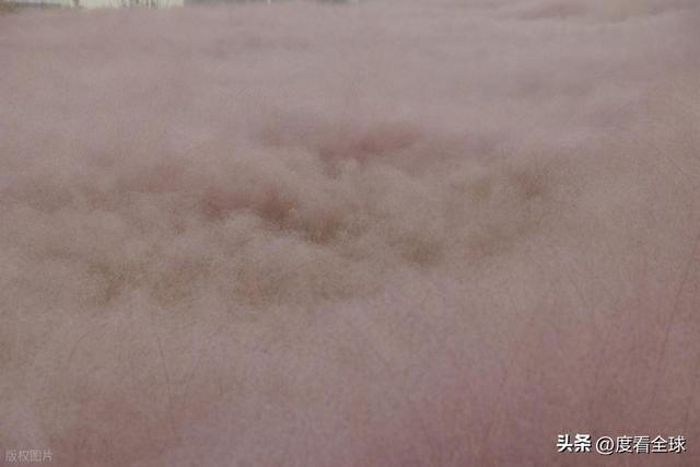 开云电竞宝藏威海！11月末藏粉色浪漫花海+海风美到窒息(图18)