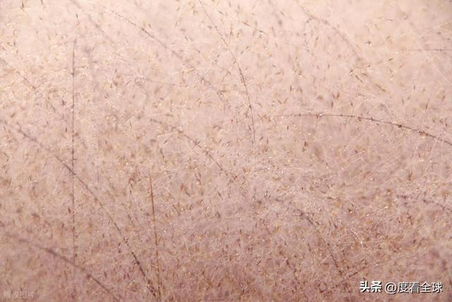 开云电竞宝藏威海！11月末藏粉色浪漫花海+海风美到窒息(图16)