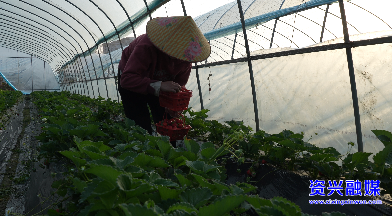 资兴：草莓抢鲜上市冬日“甜蜜经济”升温(图3)