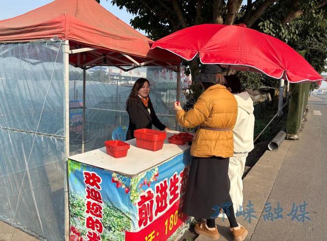 冬日采摘好去处！南江村草莓抢“鲜”尝(图3)