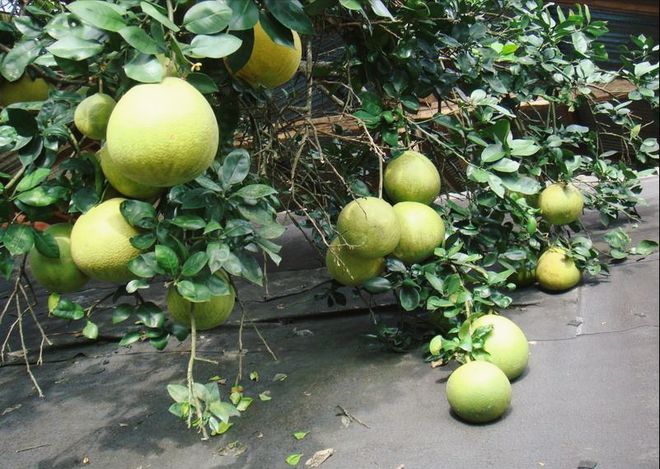 开云电竞气候与技术的较量柚子能在北方存活吗？