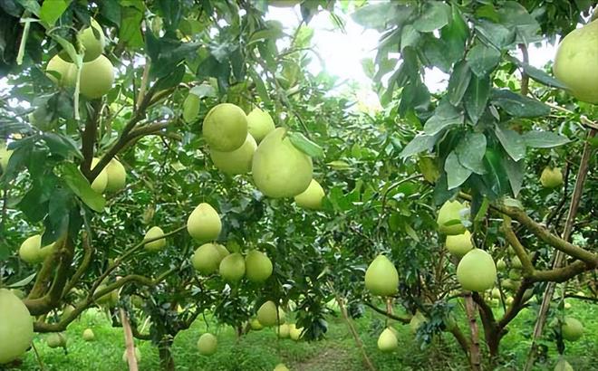 开云电竞气候与技术的较量柚子能在北方存活吗?(图2)