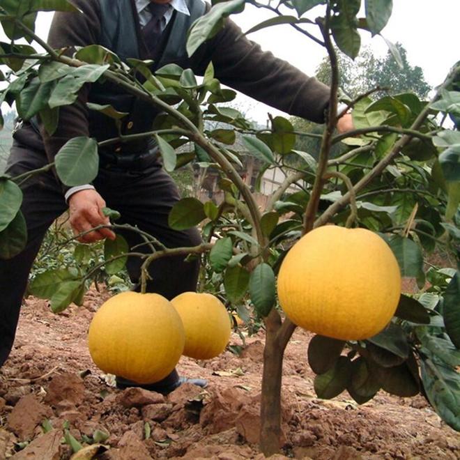 开云电竞气候与技术的较量柚子能在北方存活吗?(图5)