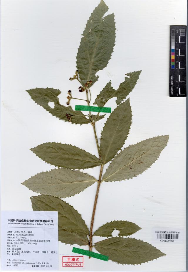 成都生物研究所胡君：追踪多年发现第一个以“成都”命名的植物丨2025我的日历