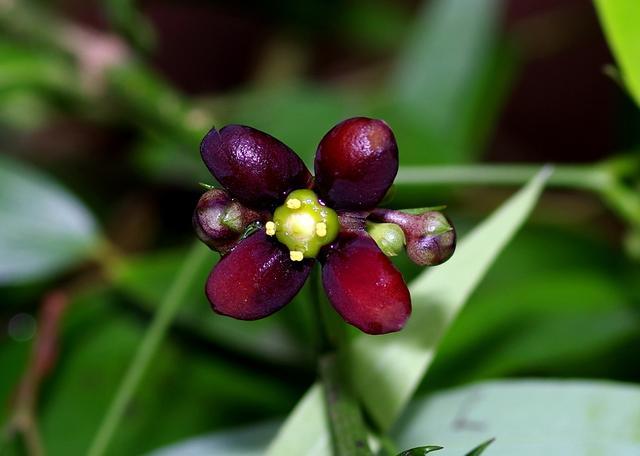 成都生物研究所胡君:追踪多年发现第一个以“成都”命名的植物丨2025我的日历(图3)