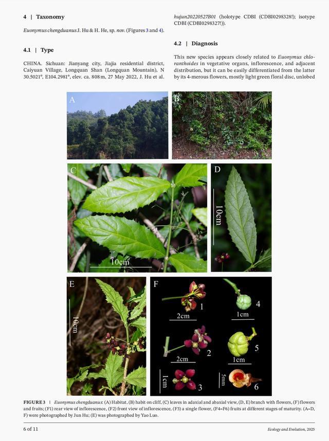 成都生物研究所胡君:追踪多年发现第一个以“成都”命名的植物丨2025我的日历(图2)