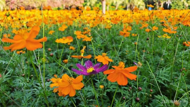 免费免预约！2025东湖公园菊花赏火爆进行中太美了(图3)