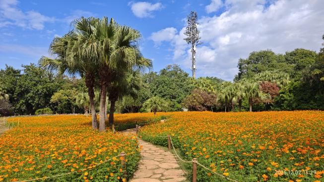 免费免预约！2025东湖公园菊花赏火爆进行中太美了(图2)