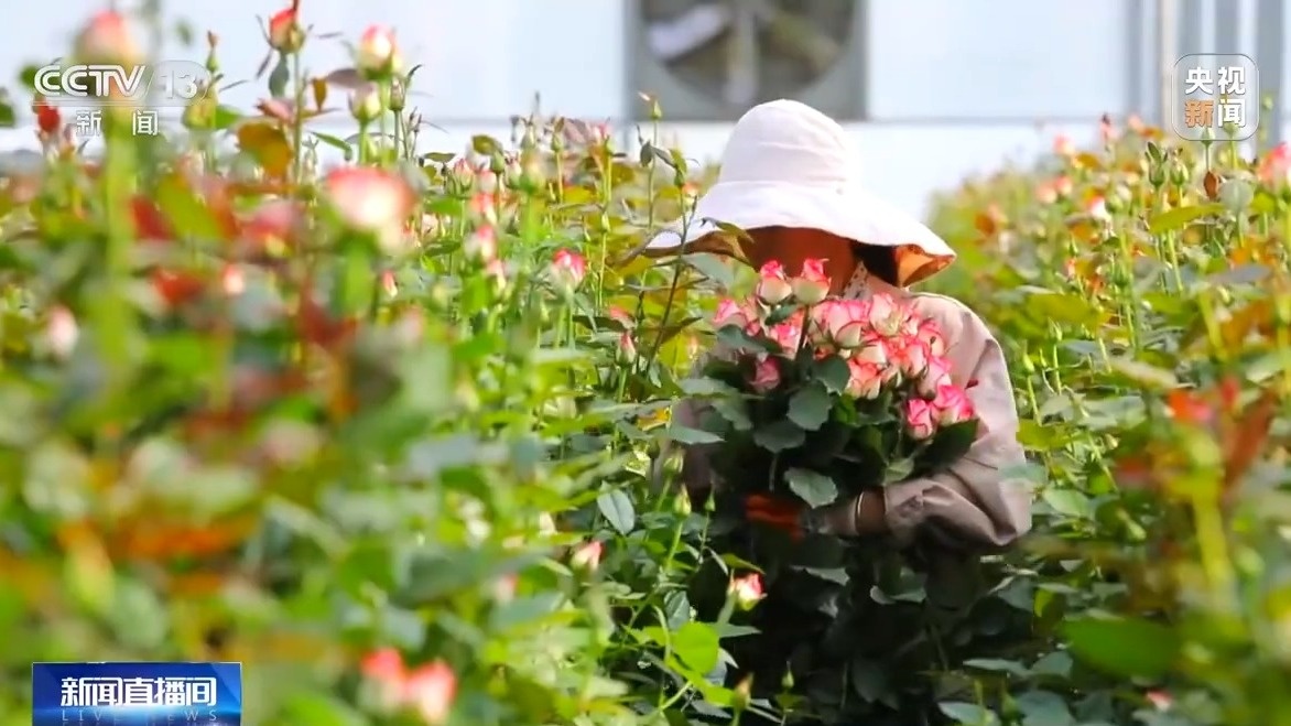 开云电竞app:蔬菜、水果、肉蛋奶160;各地节日市场供应货足价稳(图7)