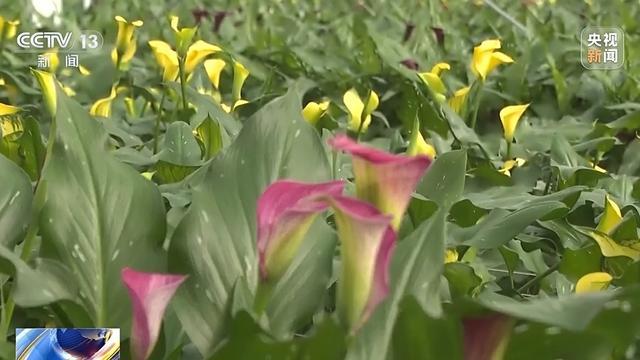 开云电竞网站:蔬菜、水果、肉蛋奶 各地节日市场供应货足价稳(图6)