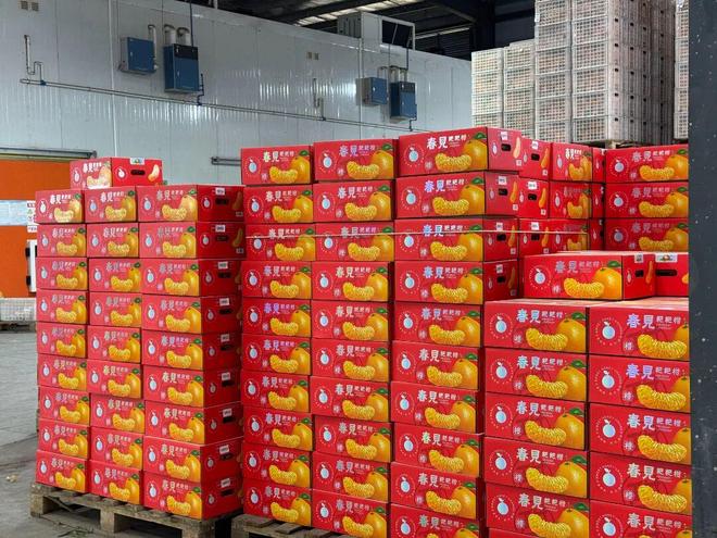 开云电竞app:四川柑橘类出口第一！“简州晚橘”加速冲向全球(图5)