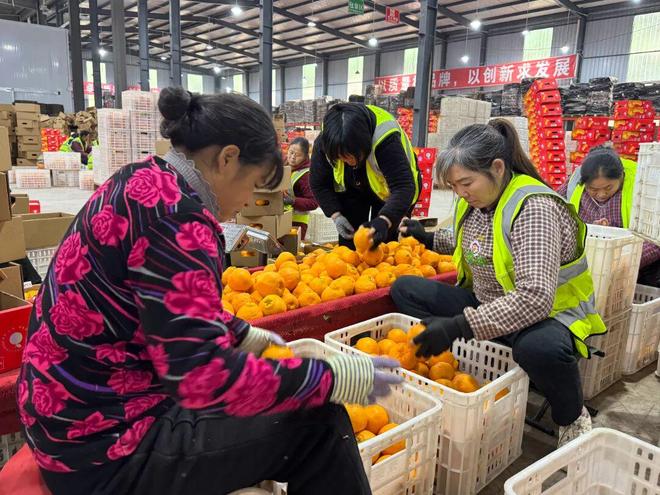 开云电竞app:四川柑橘类出口第一！“简州晚橘”加速冲向全球(图4)