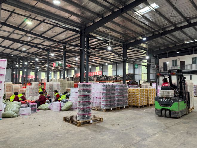 开云电竞app:四川柑橘类出口第一！“简州晚橘”加速冲向全球(图3)