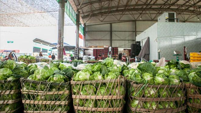 开云电竞app:让14亿人“蔬菜自由”“菜篮子工程”在全世界都是独一无二的(图10)