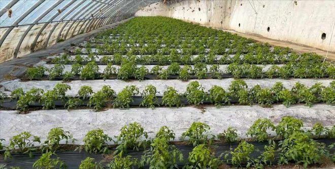 开云电竞app:让14亿人“蔬菜自由”“菜篮子工程”在全世界都是独一无二的(图7)