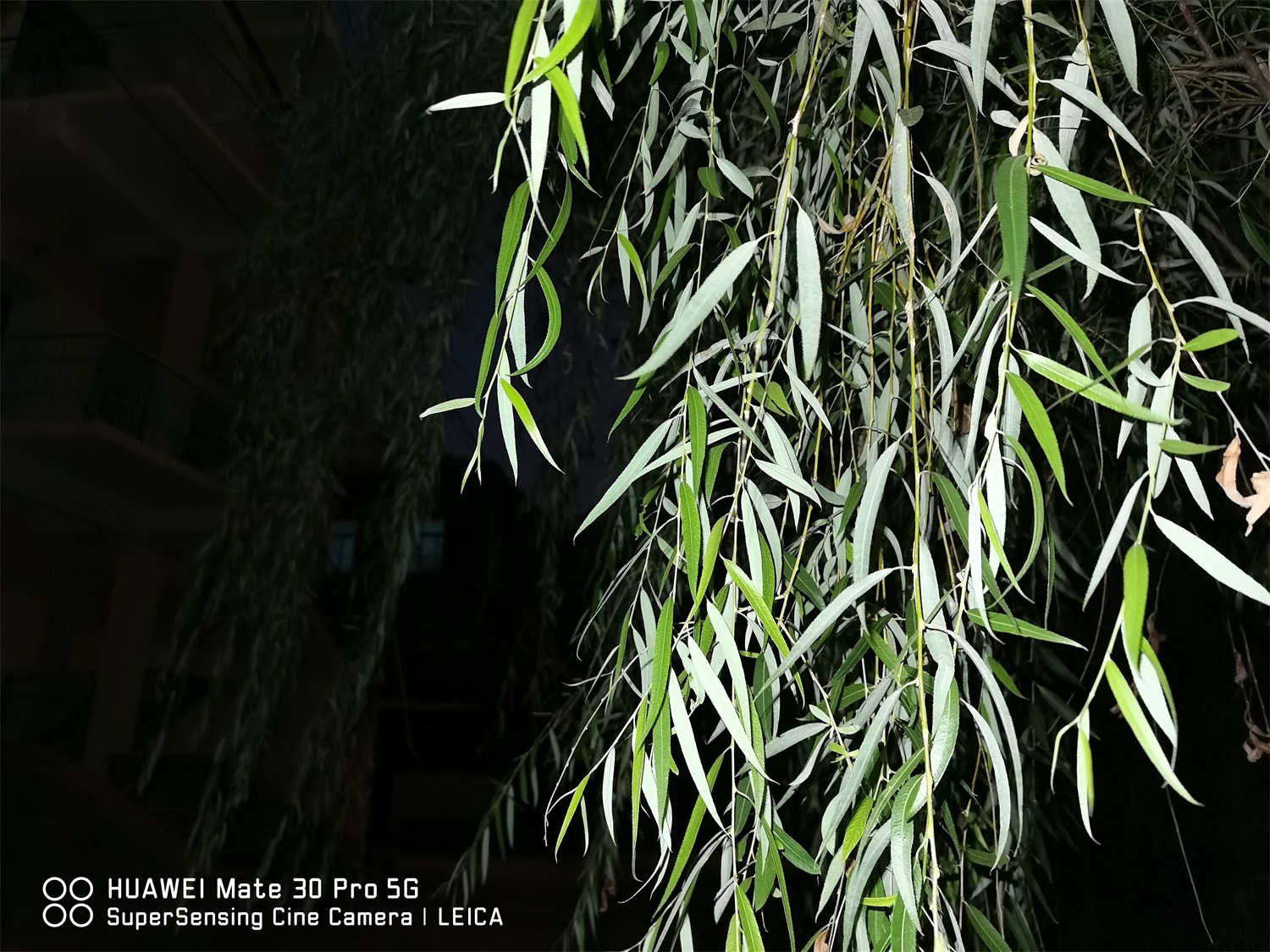 风媒花有开云电竞哪些(图2)