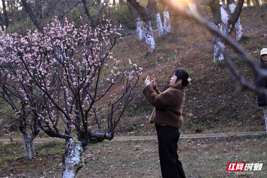 开云电竞:湖南省植物园梅花“早醒”迎客这份赏花观鸟攻略请收好