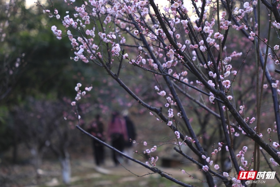 开云电竞:湖南省植物园梅花“早醒”迎客这份赏花观鸟攻略请收好(图2)