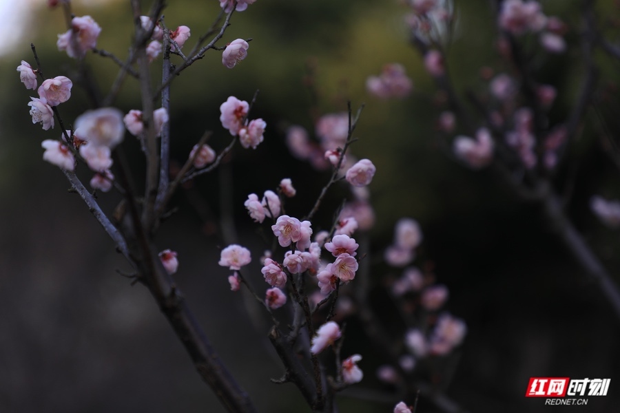 开云电竞:湖南省植物园梅花“早醒”迎客这份赏花观鸟攻略请收好(图3)