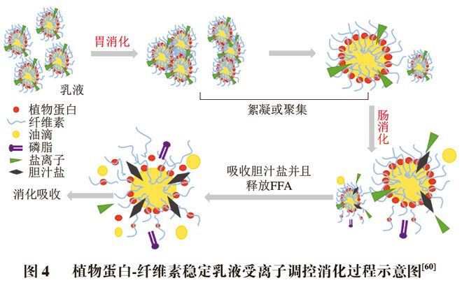 开云电竞《食品科学》：朱秀清教授、王颖教授：植物蛋白-纤维素稳定乳液制备、性质及应用研究进展(图6)
