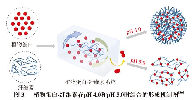开云电竞《食品科学》：朱秀清教授、王颖教授：植物蛋白-纤维素稳定乳液制备、性质及应用研究进展(图5)