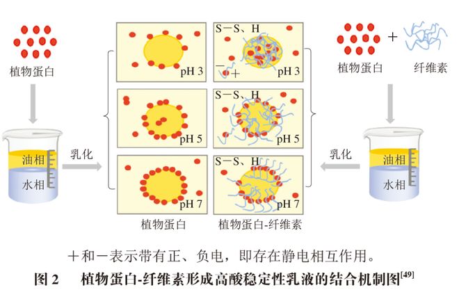 开云电竞《食品科学》：朱秀清教授、王颖教授：植物蛋白-纤维素稳定乳液制备、性质及应用研究进展(图4)
