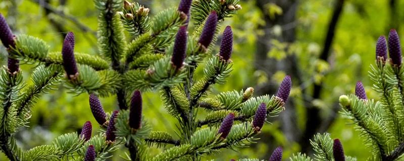 裸子植物种子的形成过程完成授粉后就能生长出种子