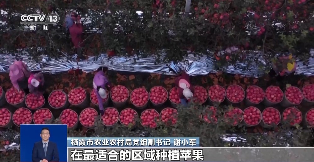 开云电竞入口:推动水果分级四种首批试点水果是怎么选出来的?(图4)