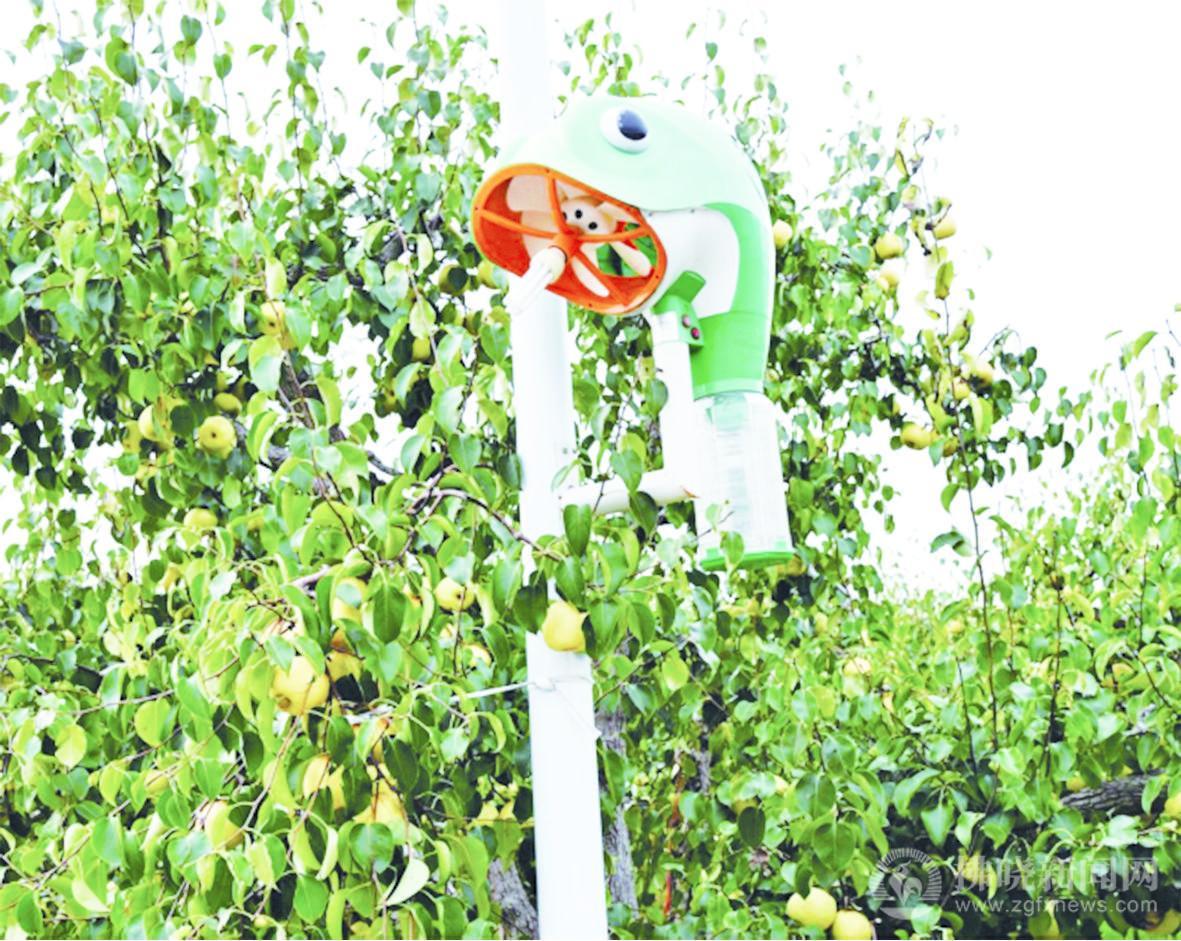 开云电竞:砀山酥梨凭“数智”出圈(图2)