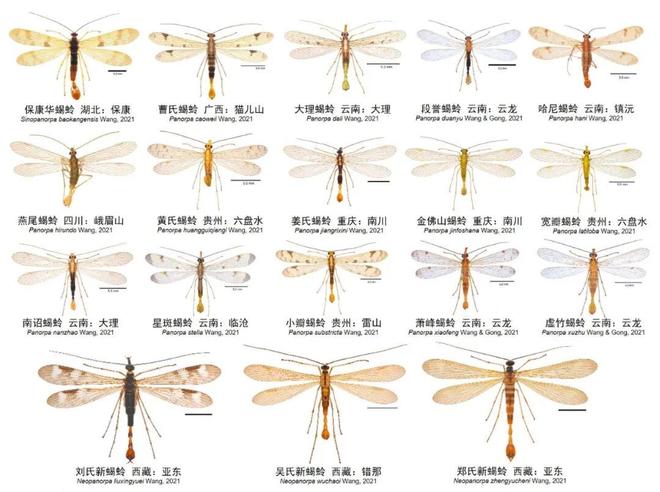 【动物界全系列】新翅下纲—长翅目（上）(图2)