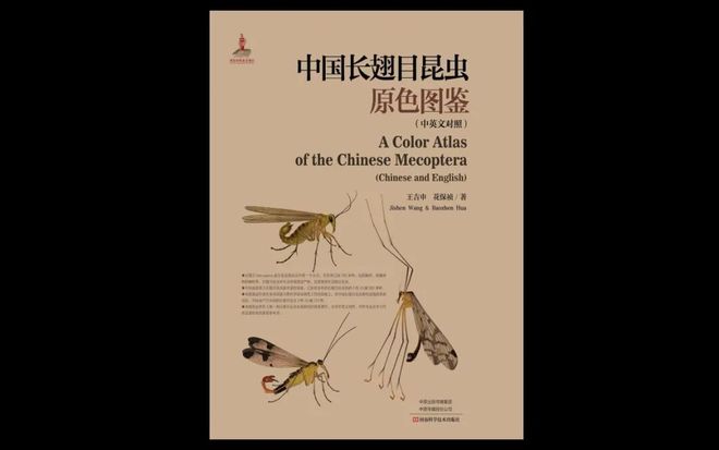 【动物界全系列】新翅下纲—长翅目（上）(图3)