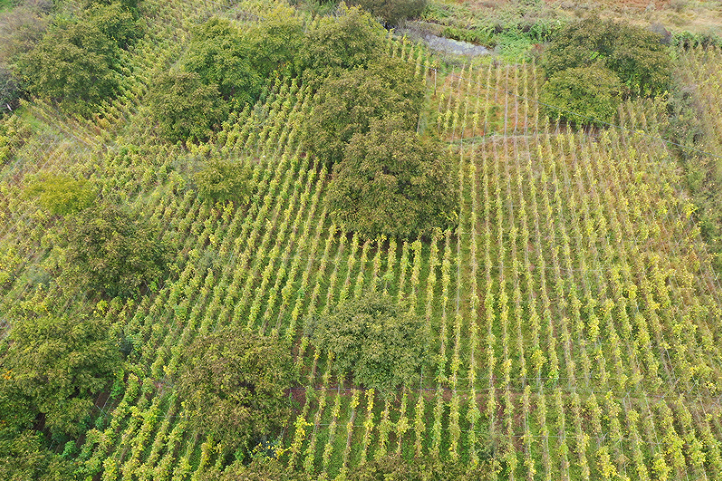 开云电竞:云龙白芸豆：高原沃土孕育的营养珍豆(图1)