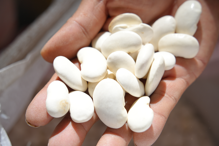 开云电竞:云龙白芸豆：高原沃土孕育的营养珍豆(图2)