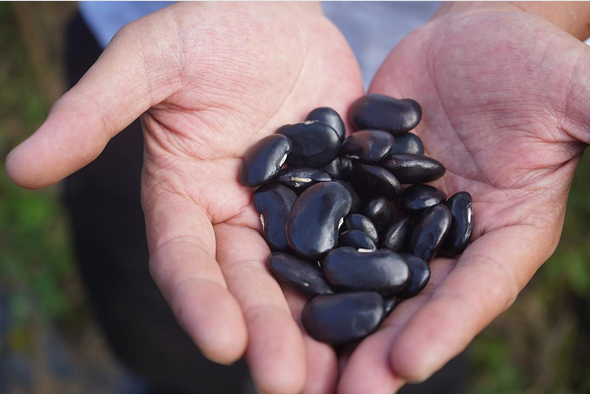 开云电竞:云龙白芸豆：高原沃土孕育的营养珍豆(图6)