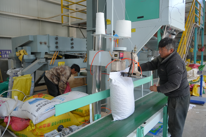 开云电竞:云龙白芸豆：高原沃土孕育的营养珍豆(图7)