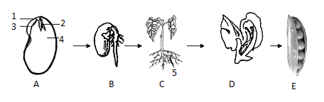 植物传粉的方式分为(图3)