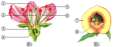 植物传粉的方式分为(图4)