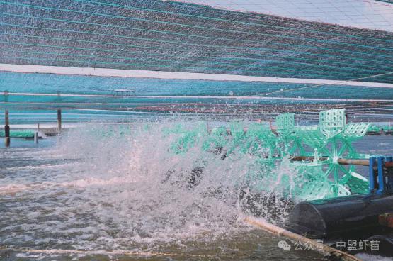 开云电竞网站:外源性蛋白酶在对虾养殖中应用研究！营养效率与环境的深度分析(图1)