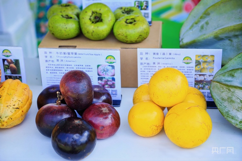 潮起海之开云电竞南丨热带水果产业何以成为海南自贸港深化国际合作的“甜蜜引擎”？(图4)