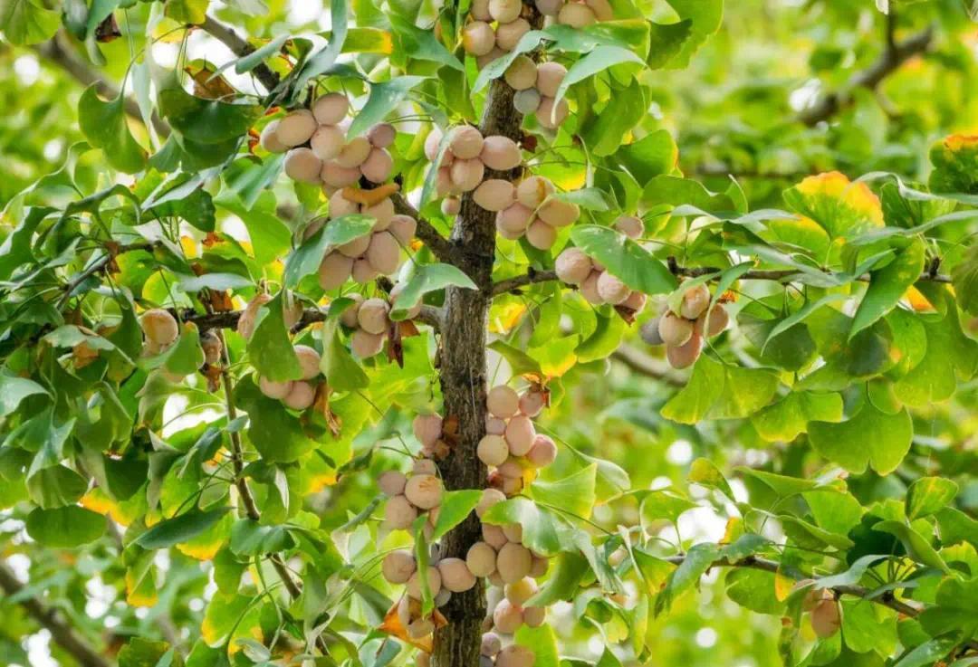 千万别捡了随便吃!武汉街头正大量出现小心中毒!(图1)