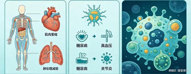 开云电竞入口:Nature子刊：这种天然植物碱可清除衰老细胞改善代谢并延长寿命(图1)