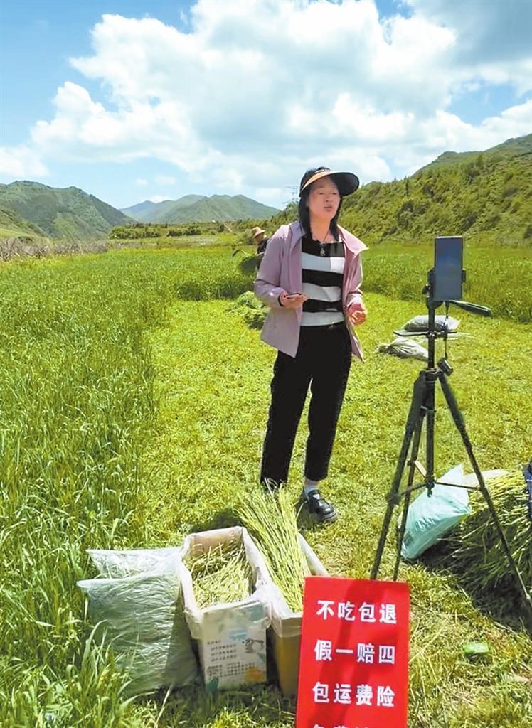 小小猫尾草长成大产业-新华网(图2)